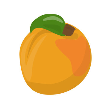 apricot vector illustration