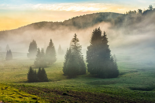 foggy morning in conifer forests at sunset