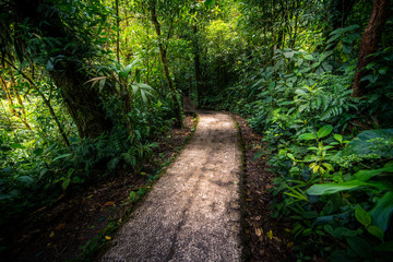 Fototapeta na wymiar Jungle path