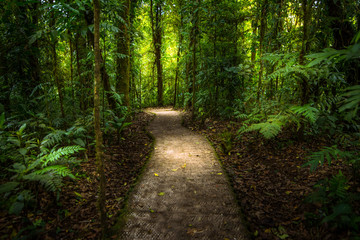 Naklejka premium Jungle path