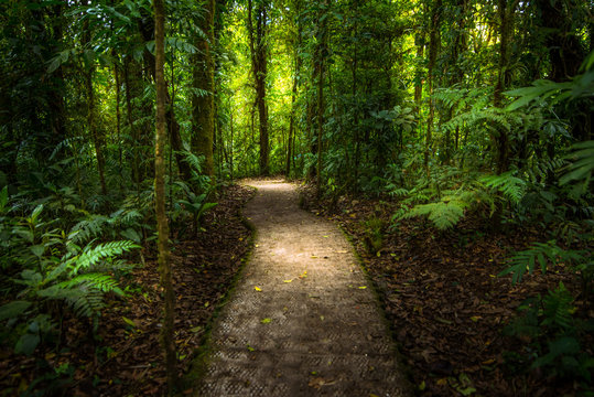 Fototapeta Jungle path