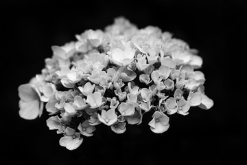 White flowers