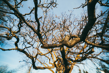 Fototapeta na wymiar Bare branches against blue skies