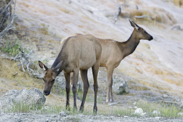 Naklejka na ściany i meble Elk, Mammoth Hot Springs, Yellowstone National Park