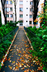  Leaf strewn path in city