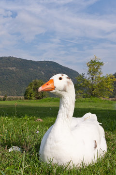 Goose resting on a grass