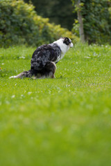 Hund macht sein Geschäft