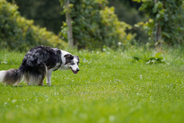 Hund macht sein Geschäft