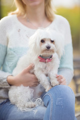 Cute little Maltese dog lying on its owners lap during the walk in a park