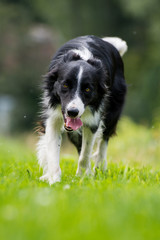 Border Collie im Sommer