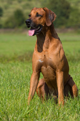 Sitzender Rhodesian Ridgeback