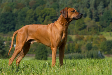 Rhodesian Ridgeback