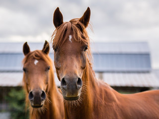 Naklejka premium Horses