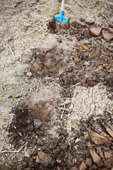  Blue spade in dirt