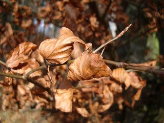 Herbstblätter