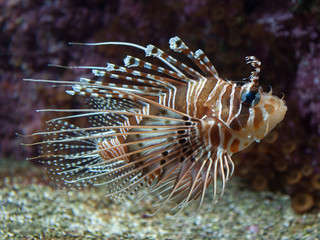 Aquarium Brest - Feuerfisch