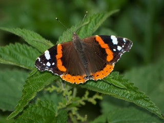 Schmetterling in der Bretagne