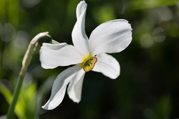 Macrophotographie d'une fleur sauvage: Narcisse des poetes (Narcissus poeticus)