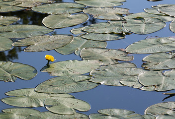 Macrophotographie d'une fleur sauvage: Nenuphar jaune (Nuphar lutea)