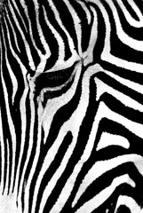 Fototapeta na wymiar Portrait of a zebra
