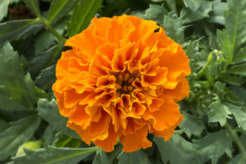 オレンジ色のマリーゴールド