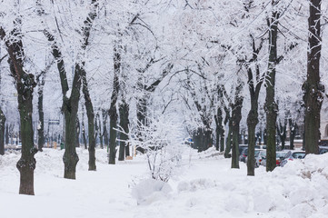 Frozen trees on city lane