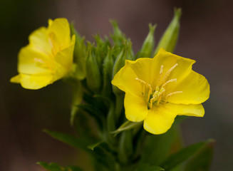 Macrophotographie d'une fleur sauvage: Onagre (Oenothera biennis)