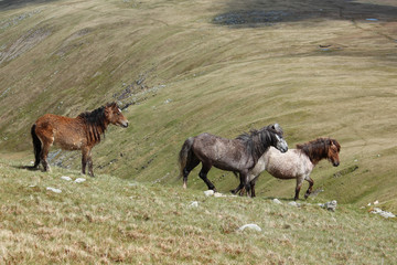 Wild Welsh Mountain Ponies in Snowdonia, Wales, UK