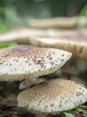 Fresh mushrooms on the field at the village green, The rainy and