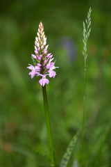 Macrophotographie d'une fleur sauvage: Orchis de Fuchs (Dactylorhiza fuchsii)