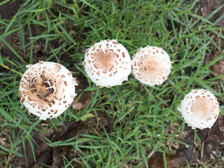 Fresh mushrooms on the field at the village green, The rainy and