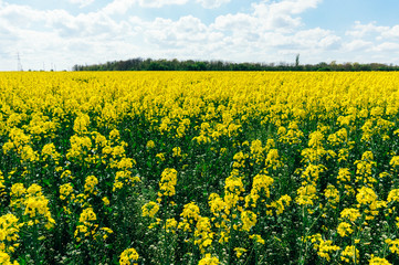 Obraz premium Field of rapeseed