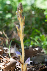 Macrophotographie d'une fleur sauvage: Orobanche d'Hyeres (Phelipanche olbiensis)