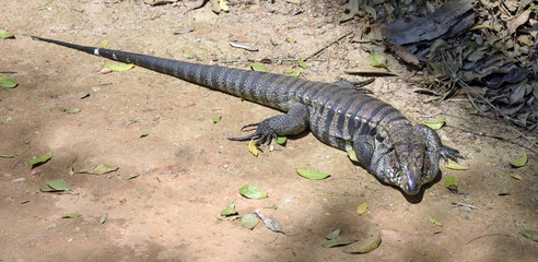 Large lizard sunning on the forest floor