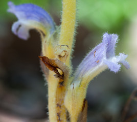 Macrophotographie d'une fleur sauvage: Orobanche d'Hyeres (Phelipanche olbiensis)