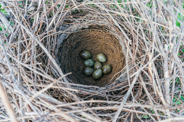 Birds nest with eggs