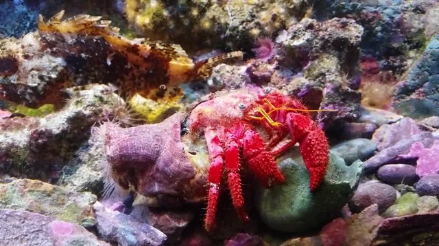 Hermit Crab Under The Sea