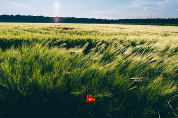 Wheat field with poppy flower