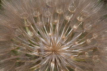 Macrophotographie d'une fleur sauvage: Pappus de pissenlit