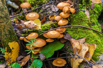 Sheathed woodtuft mushrooms on a dead tree covered with moss