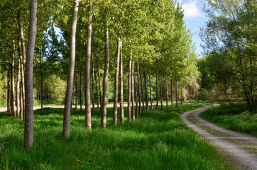 Countryside pathway with lines of poplar trees and grass