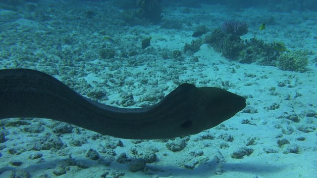 giant eel swims across the sandy ocean floor