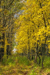 Fototapeta premium Autumn landscape with maple forest and fallen leaves