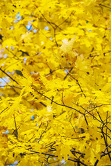 Autumn background with bright yellow maple leaves