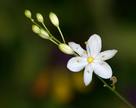 Macrophotographie d'une fleur sauvage: Phalangere rameuse (Anthericum ramosum)