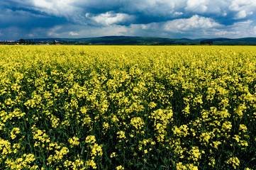 Obraz premium Canola flowers