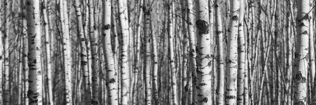 Tamarack Stand