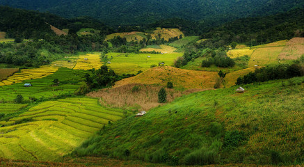 Rice terraces