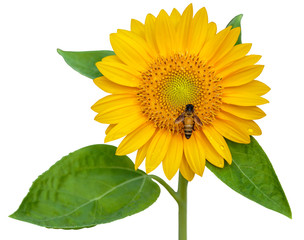Obraz premium sunflower and working bee isolated on white background