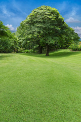 Fototapeta na wymiar trees and green lawn in park